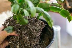 How Often Should I Water My Christmas Cactus Hunker Christmas Cactus Plant Christmas Cactus Cactus Plants