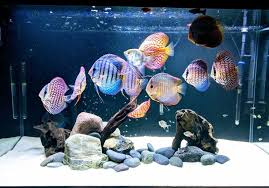 An Aesthetic Discus Tank With A Hardscape Design Discus Aquarium Discus Fish Tropical Freshwater Fish