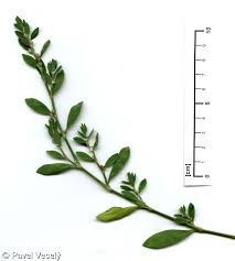 Image result for Polygonum aviculare