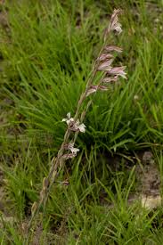 Image result for Gladiolus unguiculatus