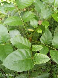 Image result for Brucea