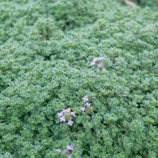 Image result for Allophylus lastoursvillensis