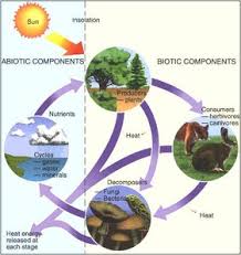 Image result for organisms and their environment