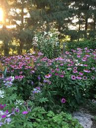 Aug 21, 2020 · coneflowers are popular perennials with good reason. Waves Of Coneflowers Finegardening