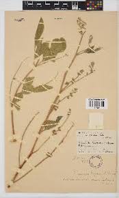 Image result for Neorautanenia