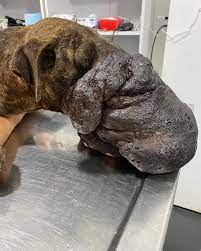 Rafaela hoy se sometió a su primer cirugia, fue una larga cirugía para extirpar solo el 30 % de su tumor de anexos de la piel. Lamentablemente es una cirugía que se