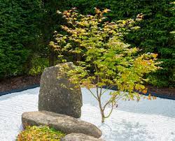 Maybe you would like to learn more about one of these? Japanese Maple Zen Garden Novocom Top