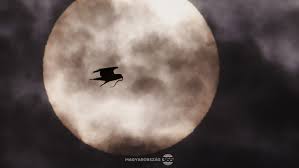 Az innovatív sws vízmenedzsment rendszer lehetővé teszi Spektakulare Fotos Der Gewinner Des Ungarn 365 Fotowettbewerbs Ungarn Heute