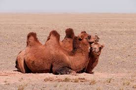 Bactrian camels provide nomads in asia with wool, meat and milk. Ecofriendly Bactrian Camel