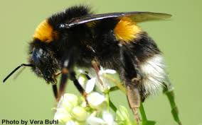 Image result for Bombus terrestris