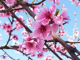 Maybe you would like to learn more about one of these? Los Almendros En Flor Centro De Educacion Ambiental De El Retiro