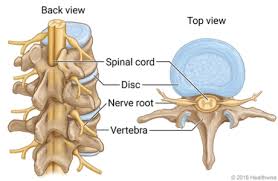Bone science human diagram anchor chart human body health back skeleton. Spinal Cord Anatomy Burlington Ear Nose Throat Clinic