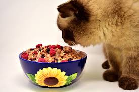 Panduan membeli makanan terbaik untuk kucing bengal. 10 Rekomendasi Merk Makanan Kucing Terbaik Penuh Nutrisi 2021