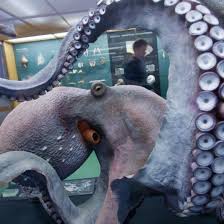 Previous attempts by other bioinformatics software to accomplish this task have often used sequence alignment or machine learning techniques that were quite slow, leading to the development of less sensitive but much faster. Meeresmuseum Stralsund Kraken Und Konsorten Svz De