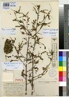 Image result for Phyllanthus pseudoniruri