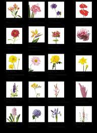 Five Doubts You Should Clarify About Common Flowers In Flower Shops Common Flowers In Flower Shops Ht List Of Flowers Different Types Of Flowers Flower Names