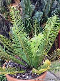 Image result for Encephalartos ngoyanus