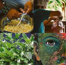 Sananga: es una medicina ancestral... - Bufo alvarius CdMx | Facebook