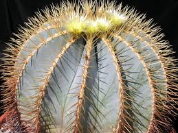 Now conservationists are finding creative ways to rescue them. Ferocactus Glaucescens Blue Barrel Cactus Dummer Garden Manage Gfinger Is The Best Garden Manage App