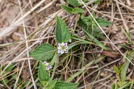 Image result for Lantana rugosa
