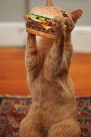 Picture of a cat taking a big ol' bite out of a burger. | IGN Boards