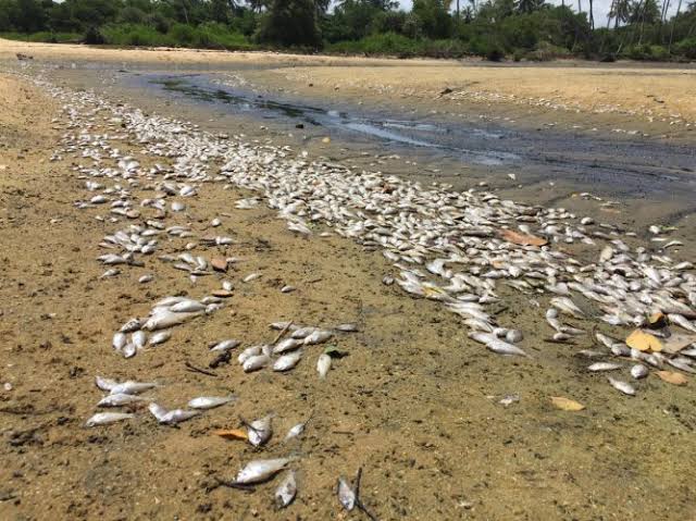 Image result for kamini river fish kill"