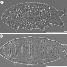 Image result for Coccinia subsessiliflora
