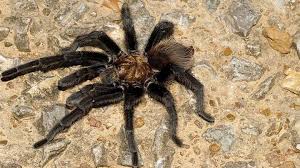 Tarantula is an animated half hour comedy written by carson mell (silicon valley, eastbound and down) and executive produced by danny mcbride and rough house pictures. Tarantulas On The Prowl In Parts Of Arkansas