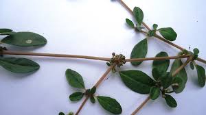 Image result for Gisekiaceae