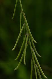 Image result for Indigastrum costatum