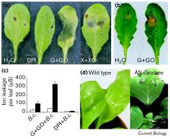 We would like to show you a description here but the site won't allow us. The Hypersensitive Response Facilitates Plant Infection By The Necrotrophic Pathogen Botrytis Cinerea Sciencedirect