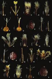 Image result for Syngonanthus longibracteatus