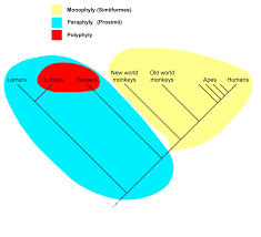 Taxonomy is the arrangement and classification of animals based on both their similarities and their differences. Monophyly Wikipedia