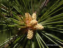 Image result for Pinus