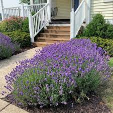 We did not find results for: Buy English Lavender Plants At Best Sale Prices In Ireland