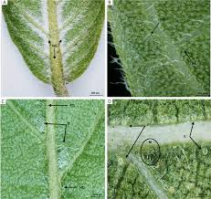 Image result for Combretum fuscum