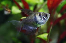From translingual tetragonopterus, an obsolete genus that included these fish. Black Skirt Tetra 101 Care Tank Mates Breeding More