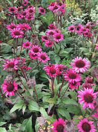 Echinacea Fatal Attraction Echinacea Landscape Landscape Design