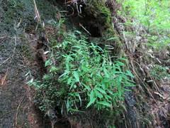 Image result for Panicum subflabellatum