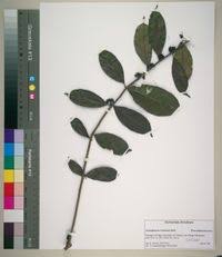 Image result for Pentadiplandra brazzeana