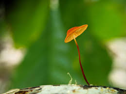 Image result for Marasmius siccus