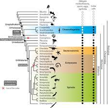 We did not find results for: The Origin Of Animal Multicellularity And Cell Differentiation Sciencedirect