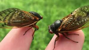 Cicadas are known to many as the loudest singers among insects. Cicada Insect Sound Meaning Vtwctr