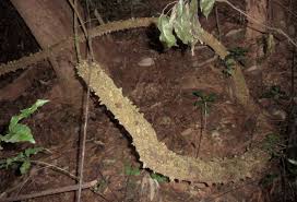 Image result for Dictyophleba lucida