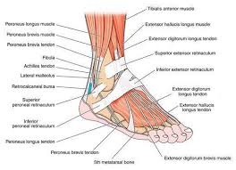 Two of these ligaments are in the center of the joint, and they cross each other. Foot And Ankle Sportsmed