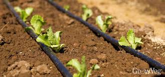 Check the system for leaks. How To Install Soaker Hoses In Your Vegetable Garden