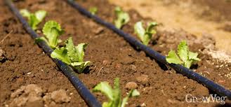 We did not find results for: How To Install Soaker Hoses In Your Vegetable Garden