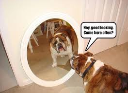 I Has A Hotdog Mirror Funny Dog Pictures Dog Memes Puppy Pictures Pictures Of Dogs Dog Pictures Funny Pictures Of Dogs Dog Memes Puppy Pictures Doge Cheezburger