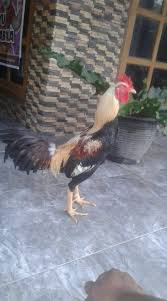 Check spelling or type a new query. Ayam Pama Ciri Ciri Karakteristik Jenis Perbedaan Dengan Pakhoy