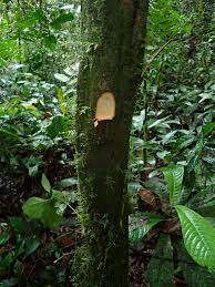 Image result for isolona